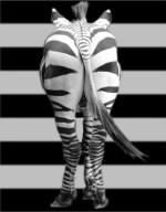 zebra